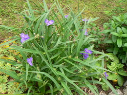 Aujourdui que faite vous dans votre jardin 