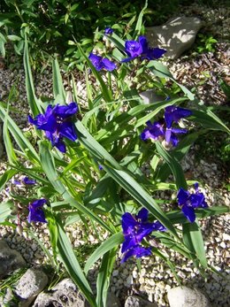 Aujourdui que faite vous dans votre jardin 