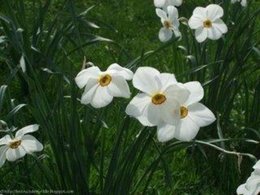 le jardin de lilas