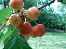 Aujourdui que faite vous dans votre jardin 