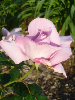 Nos premières roses