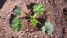 Aujourdui que faite vous dans votre jardin 