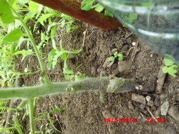 Faites-vous vous-même les greffes sur pied de légumes ?