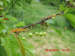 cerises