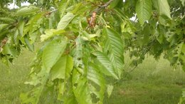 Feuilles de mes fruitiers dévorées