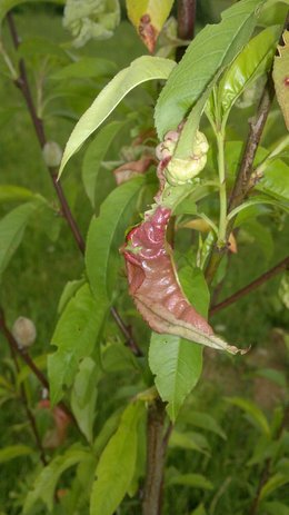 Feuilles de mes fruitiers dévorées