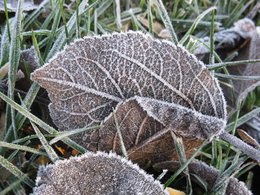 Le givre au jardin