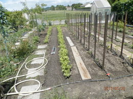 Aujourdui que faite vous dans votre jardin 