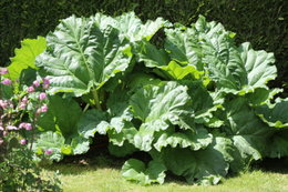 Aujourdui que faite vous dans votre jardin 