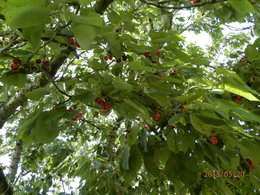 cerises