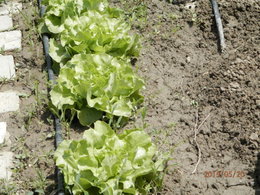 Aujourdui que faite vous dans votre jardin 