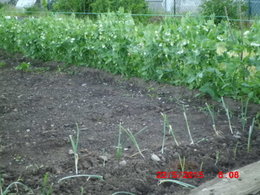 Avez-vous des petits-pois dans votre jardin ?
