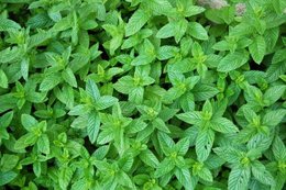 Menthe contre les limaces