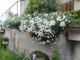 Oeillet de Poète - Dianthus barbatus