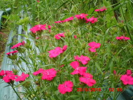 Oeillet de Poète - Dianthus barbatus