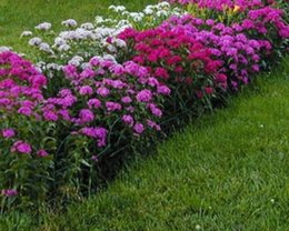 Oeillet de Poète - Dianthus barbatus