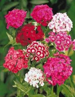 Oeillet de Poète - Dianthus barbatus