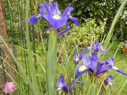 Iris des jardins