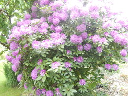 Rhododendron