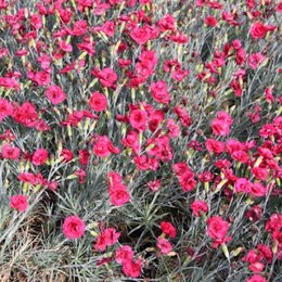 Oeillet de Poète - Dianthus barbatus