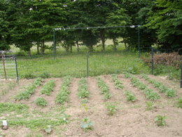 Aujourdui que faite vous dans votre jardin 