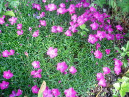 Oeillet de Poète - Dianthus barbatus