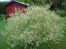 Saule crevette - Salix integra 'Hukuro Nishiki'