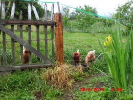 mes poules