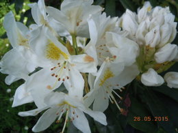 Rhododendron