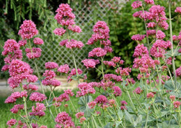 Aujourdui que faite vous dans votre jardin 