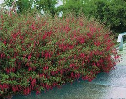 Aujourdui que faite vous dans votre jardin 