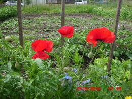 Aujourdui que faite vous dans votre jardin 