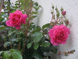 Nos premières roses