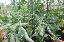 Feuilles tomates flétries