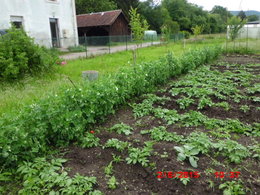 Avez-vous des petits-pois dans votre jardin ?