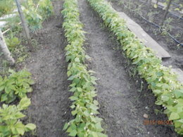 Aujourdui que faite vous dans votre jardin 