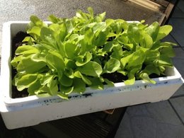 Aujourdui que faite vous dans votre jardin 