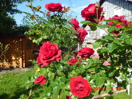 Aujourdui que faite vous dans votre jardin 