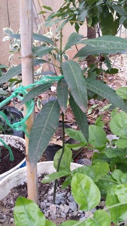 Plantation d'un noyau de mangue