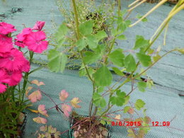 plante inconnue