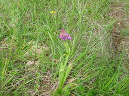 Orchidées sauvages 