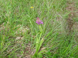 Orchidées sauvages 