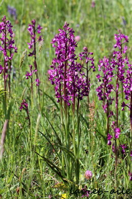 Orchidées sauvages 