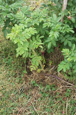 Rosier rugueux - Rosa rugosa