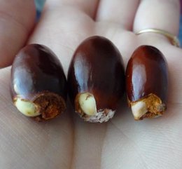 Litchi - Cerisier de Chine