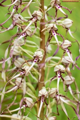 Orchidées sauvages 