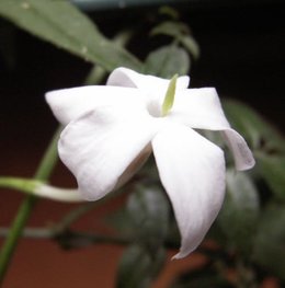 Jasminum polyanthum