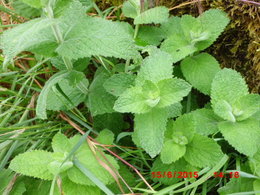 Avez-vous de la menthe dans le jardin ?