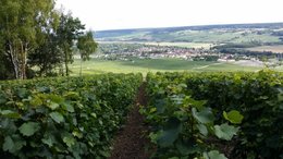 Quels sont vos gestes d'entretien d'une vigne :