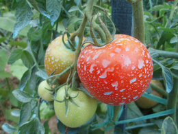 Feuilles tomates flétries